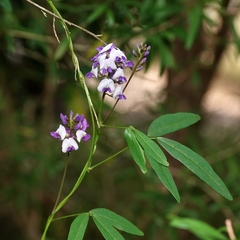 Glycine clandestina