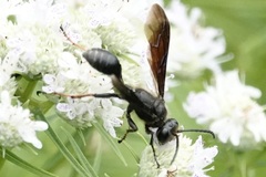 Isodontia auripes