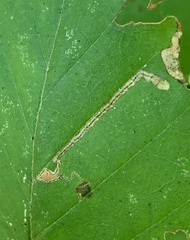 Stigmella betulicola