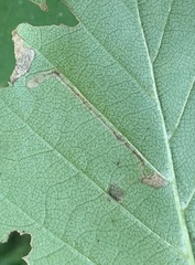 Stigmella betulicola