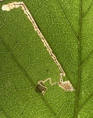 Stigmella betulicola