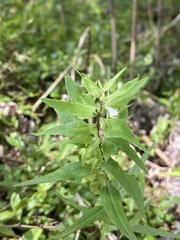 Melampyrum lineare