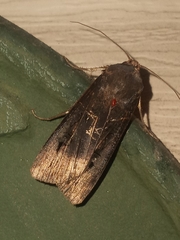 Agrotis