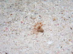 Ceriantharia