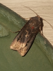 Agrotis