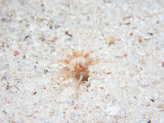 Ceriantharia