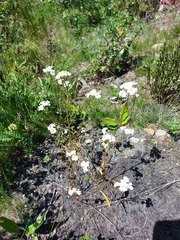 Dontostemon pinnatifidus