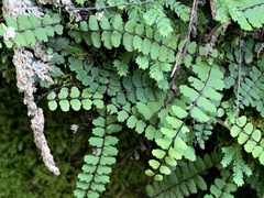 Asplenium