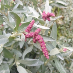 Atriplex cinerea