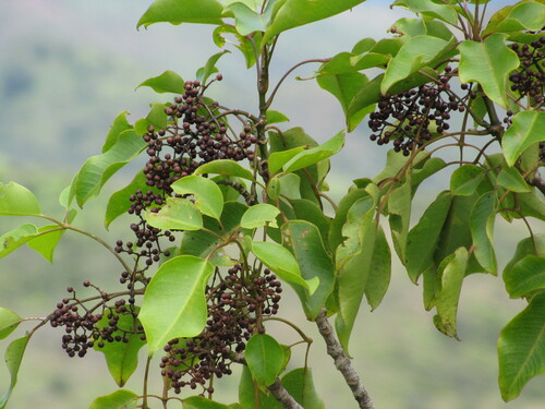 Cheirodendron trigynum