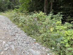 Canadanthus modestus