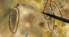 Dothideomycetes