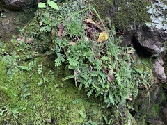 Asplenium
