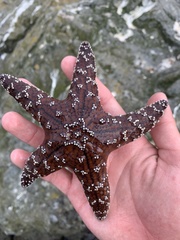 Pisaster ochraceus