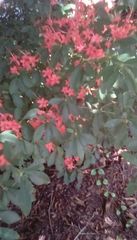 Rhododendron calendulaceum