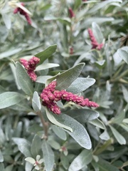 Atriplex cinerea