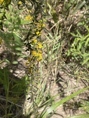 Solidago