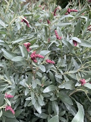 Atriplex cinerea