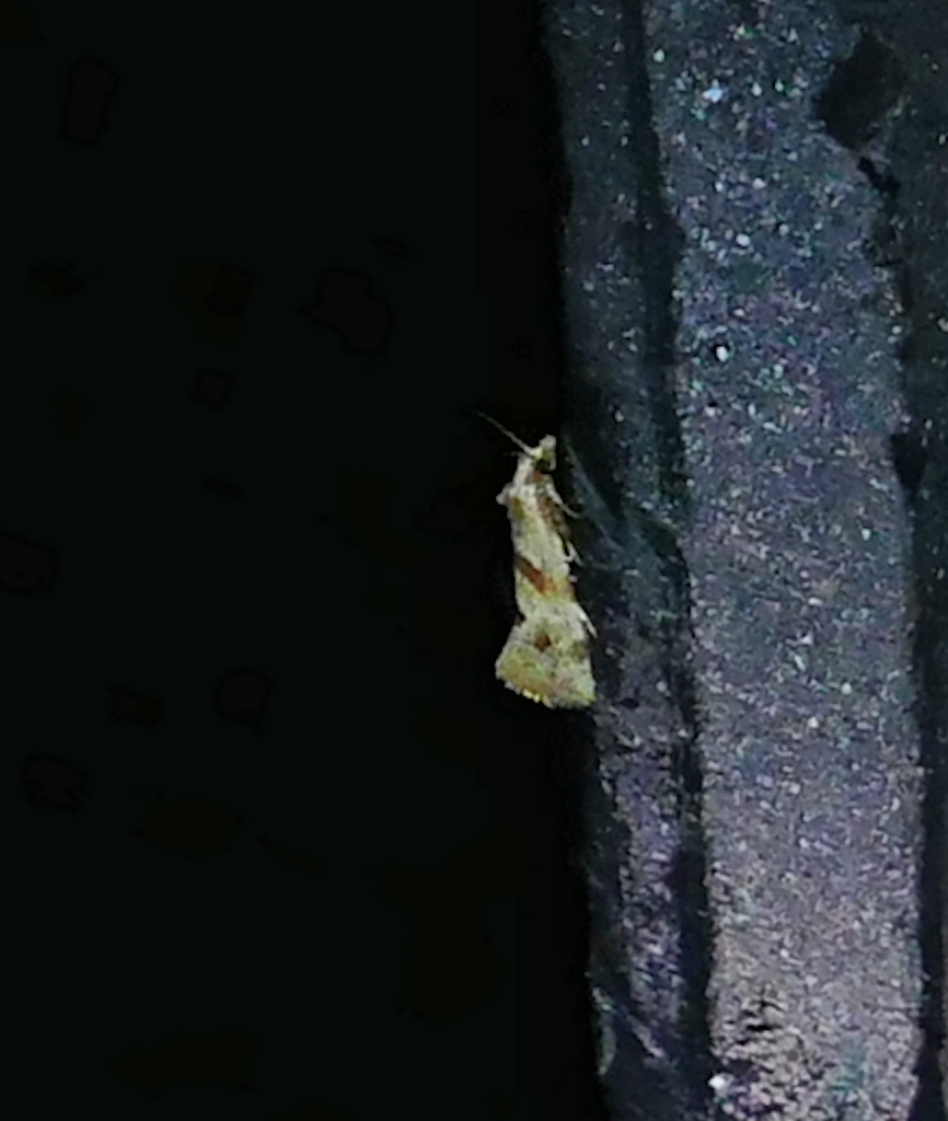 Smeathmann's Aethes Moth