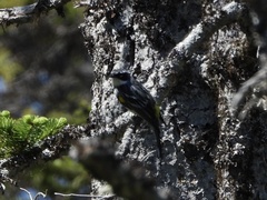 Setophaga coronata coronata