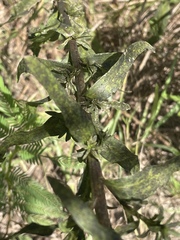 Solidago