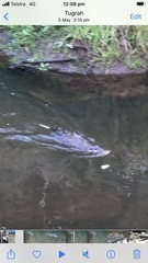 Hydromys chrysogaster
