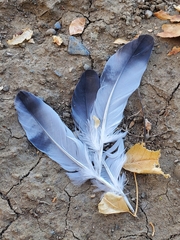 Columba livia domestica
