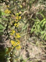 Solidago
