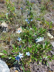Lomatogonium carinthiacum