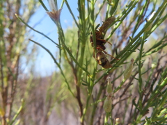 Polistes dorsalis