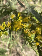 Solidago