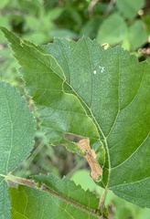 Phylloporia bistrigella