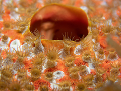 Umimayanthus parasiticus