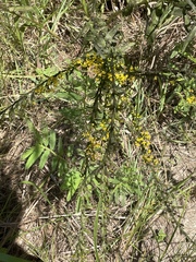Solidago