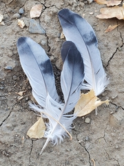 Columba livia domestica