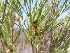 Polistes dorsalis