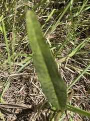 Solidago