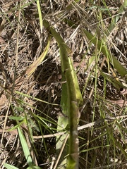 Solidago