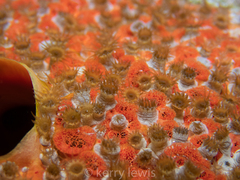 Umimayanthus parasiticus