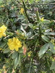 Jasminum