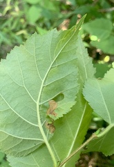 Phylloporia bistrigella