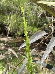 Solidago