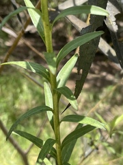 Solidago