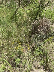 Solidago