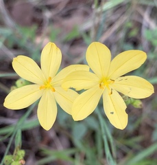 Sisyrinchium