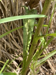 Solidago