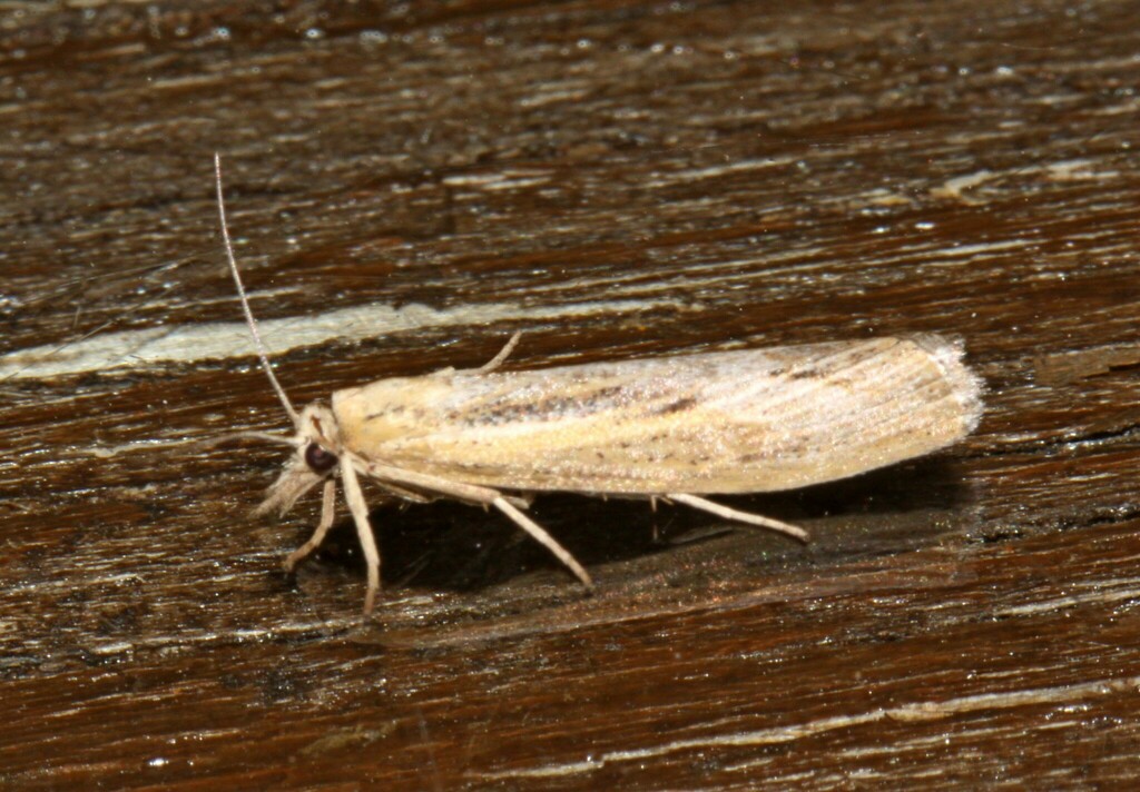 Sod Webworm Moth from Pabos, 17 rue Baie-Bleue Le Rocher-Percé, QC ...