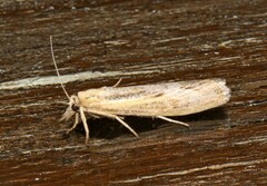 Pediasia trisecta
