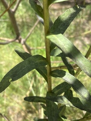 Solidago