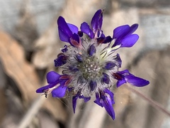 Dalea bicolor